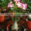 desert rose