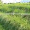 Vetiver Oil