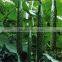 Plant Root Rapid Growing Liquid Fertilizer