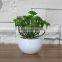 White Potted Mini Succulent Plants Bonsai