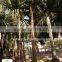 Pandanus Utilis high 4-5m landscaping tree