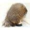 raccoon fur hat