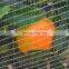 anti hail protection net for for agriculture apple tree