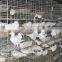 High quality big space strong 16 pairs birds capacity pigeon cage