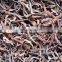 Sinocharm New Season BRC-A approved IQF Black Fungus Strips Frozen Black Fungus