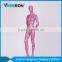 high quality full body abstract female mannequin