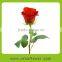 Hot sale antirrhinum rose seedlings