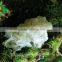 High Quality Snow Fungus Chinese White Fungus