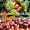 IQF Chestnuts Frozen Chestnut Kernel for sale