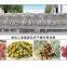 Continuous type microwave dryer and sterilizer for flowers