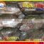 FROZEN BLACK TILAPIA WHOLE ROUND