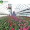 50x8m vegetable tomato single span PE plastic tunnel greenhouse sale