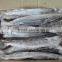 Frozen Spanish Mackerel fish whole, fresh spanish mackerel