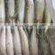 2/3 pieces per kg Frozen Pacific mackerel and scomber japonicus