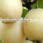 Crown Pears/Huangguan Pear/ Asian Golden pear fruit from China