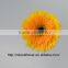 Fresh promotional long stem flowers fresh cut gerbera