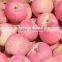 shandong fresh red fuji apple exporter in nortern China