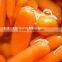specifications of fresh carrots from Chinese carrot supplier