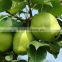 Fresh Early Su Pear Sweet Pear exporter in China