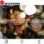 frozen boletus edulis yunnan for hot sale