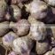 Normal White Garlic Packing in 10kg/mesh bag loosely