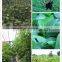 Soluble organic bio enzyme for organic fertilizer,plant hormone