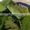 Nettle Leaf Organic Slimming Tea For Skin Beauty