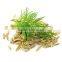 Grade One Fennel Fresh Seeds Suppliers