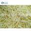 Sinocharm BRC Certified Crisp Tasty Healthy Frozen Bamboo Shoot Strip