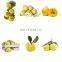 Professional manufacturer of Quinces Core Removing Machine