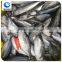 frozen fish skipjack tuna price