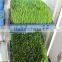 hot selling Automatic Barley Sprouting machine China