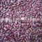 Purple speckled Kidney Bean