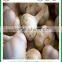 Jinxiang good quality fresh pure white garlic with great price