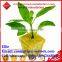 Rock wool hydroponic grow medium