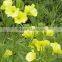 100% Pure Natural Evening Primrose Carrier Oil