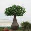 Fiberglass Fake Seaweed Trees - Ocean Park & Resort Landscape Set,lifelike artificial large tree