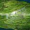 frozen green asparagus spears