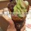 Commercial Soft Ice Cream Yogurt Frozen Machine