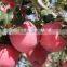 Chinese Fresh Qinguan apple in cold storage wholesale grade A fruit apples