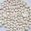 we are supply Small white kidney beans with good quality for sale