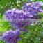 Blooming foliage plants Jacaranda mimosifolia