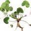 GMP Kosher Natural Gotu Kola Extract Powder Asiaticosides