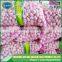 Good faith garlic suppliers for international market