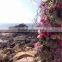 Hot Sale SJ20170057 Decorative Artificial Wedding Fake Flower Arch Tree