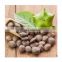 Cheap Price Dried Sacha Inchi nuts/Healthy white sacha inchi seeds from Vietnam