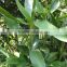 Excellent quality Lucky Bamboo natural plants lucky Dracaena sanderiana