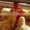 birdsitter 2015 Modern Automatic Feeder for chicken and nipple drinker