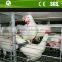Fully automatic H type battery poultry cage for layers