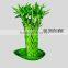 fengshui wheel lucky bamboo air bonsai tree dracaena sanderiana indoor ornamental aquatic water plants nursery garden decoration